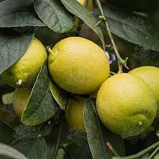 Лайм "Мексиканский" без шипов ("Messicana" senza spine) комнатный