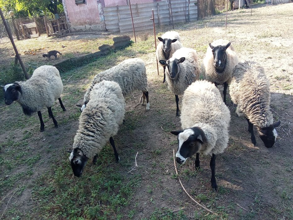 ПРОДАМ. Красавців