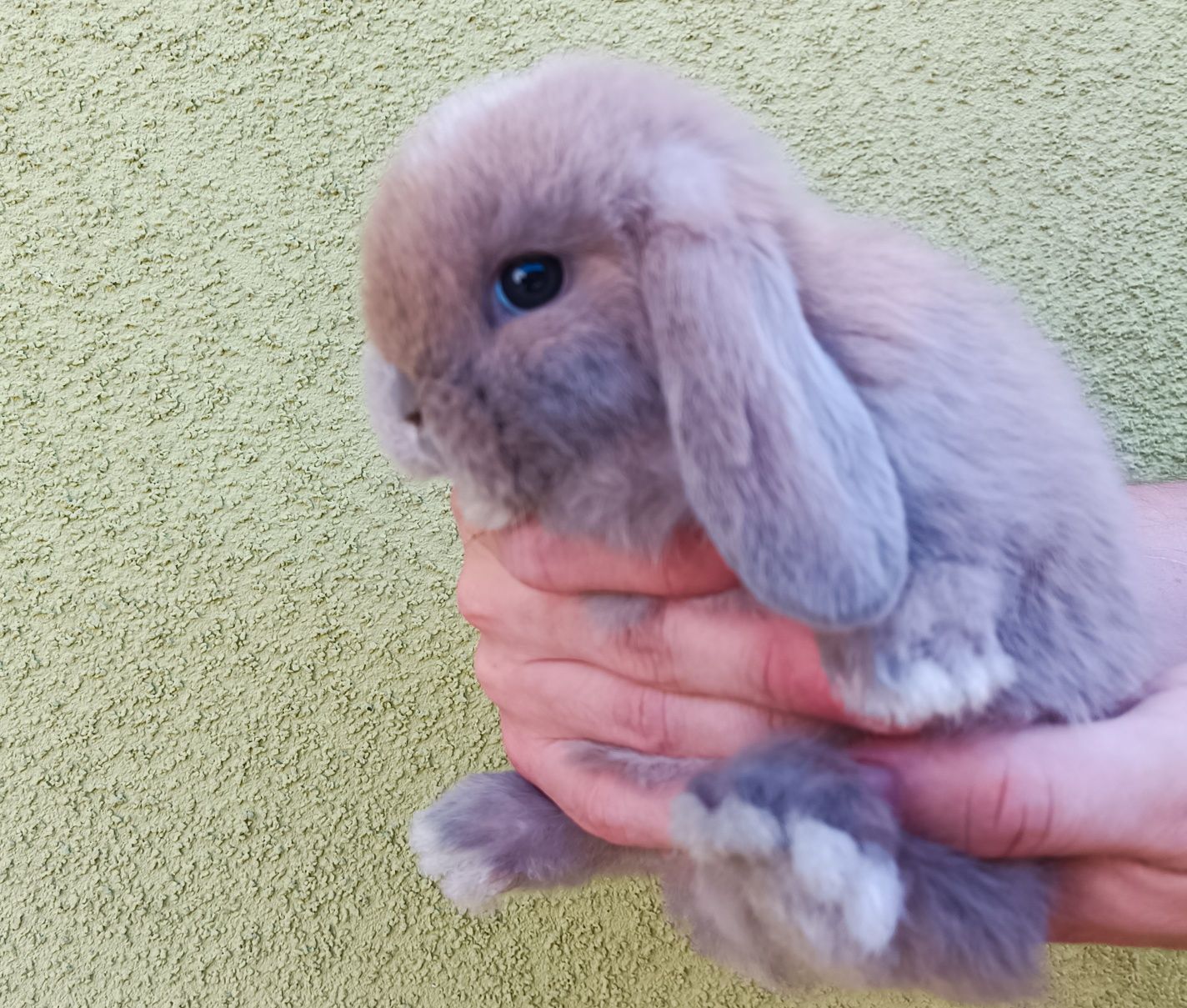 Królik baranek mini lop karzełek