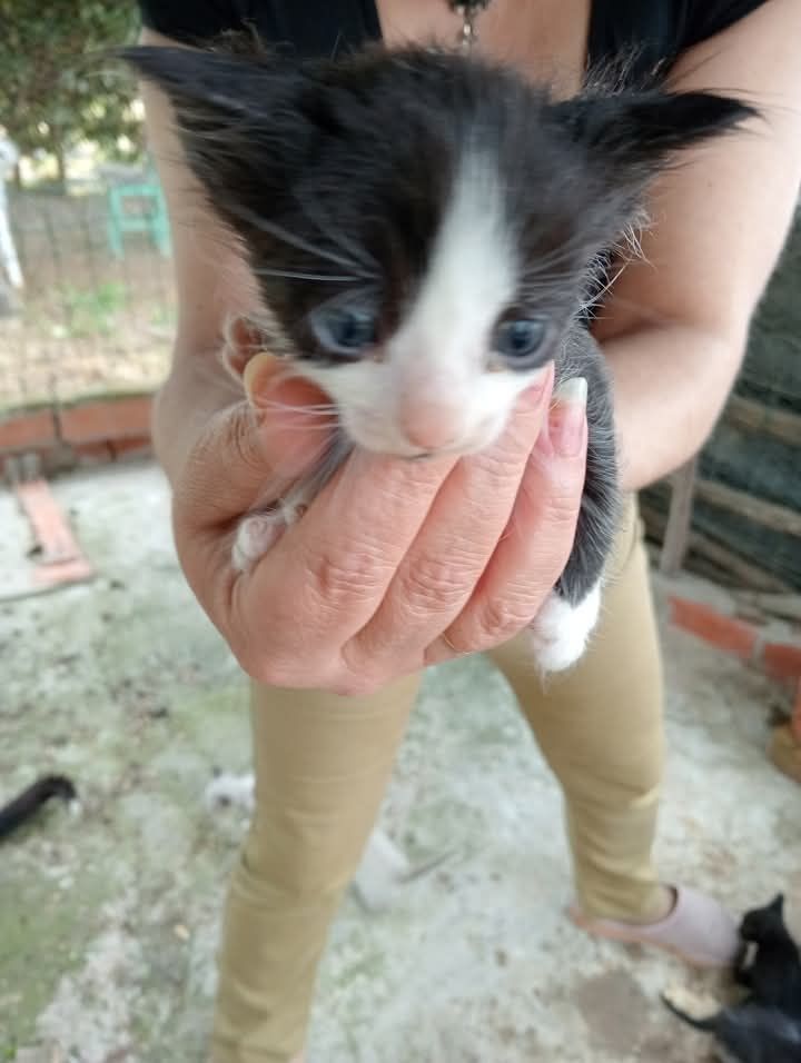 Adoção de gatinhos