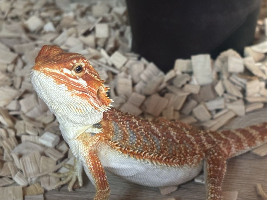 Agama brodata młoda specjalna edycja