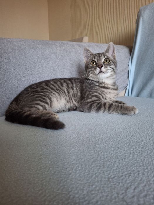 Кастрированный котёнок мальчик ищет дом! Котята! Отдам в хорошие руки