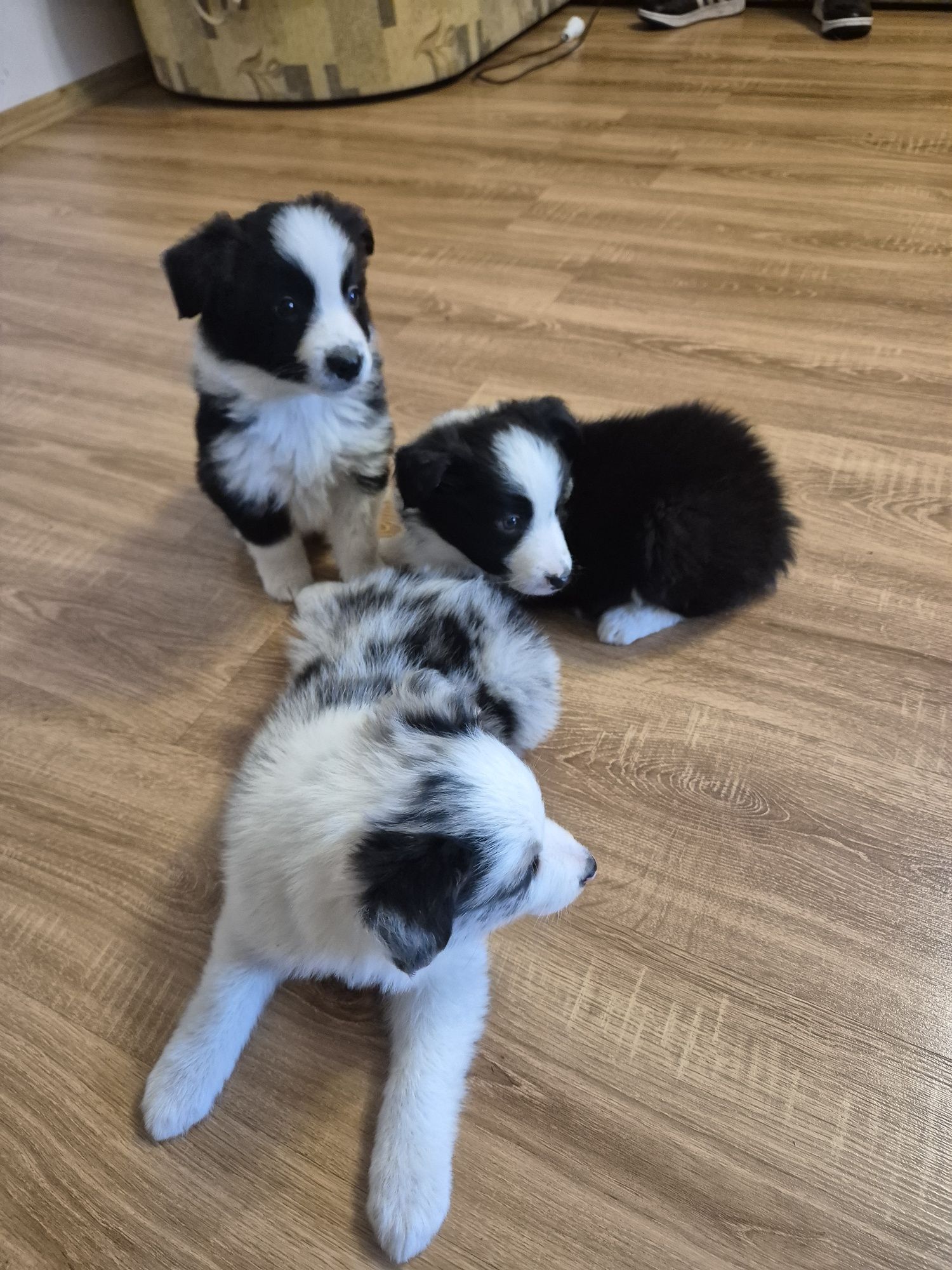 Piesek Border Collie