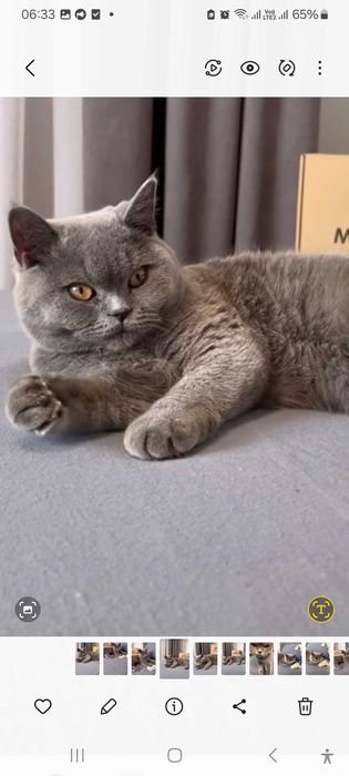 Голубой шотландский мальчик