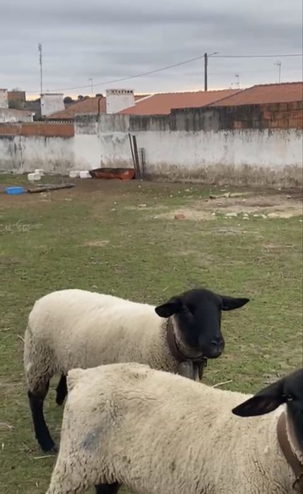 casal de ovelhas suffolk ler descrição