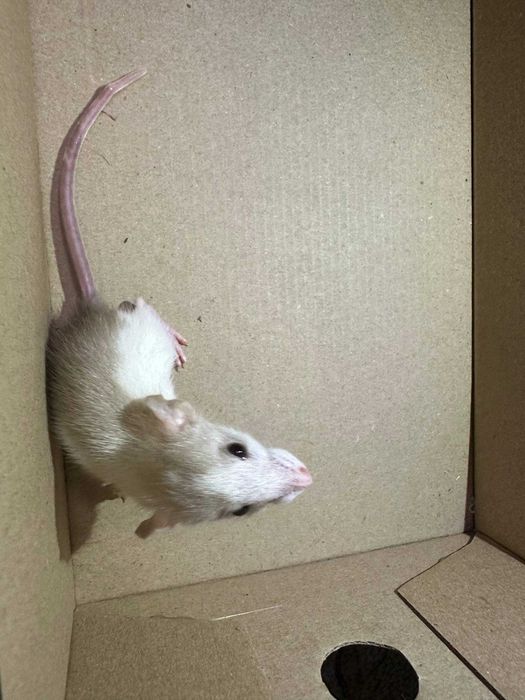 Декоративні щурики, дамбо