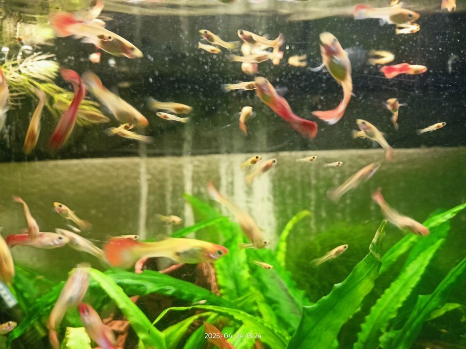 Ryby akwariowe Gupiki golden koi tuxedo panda