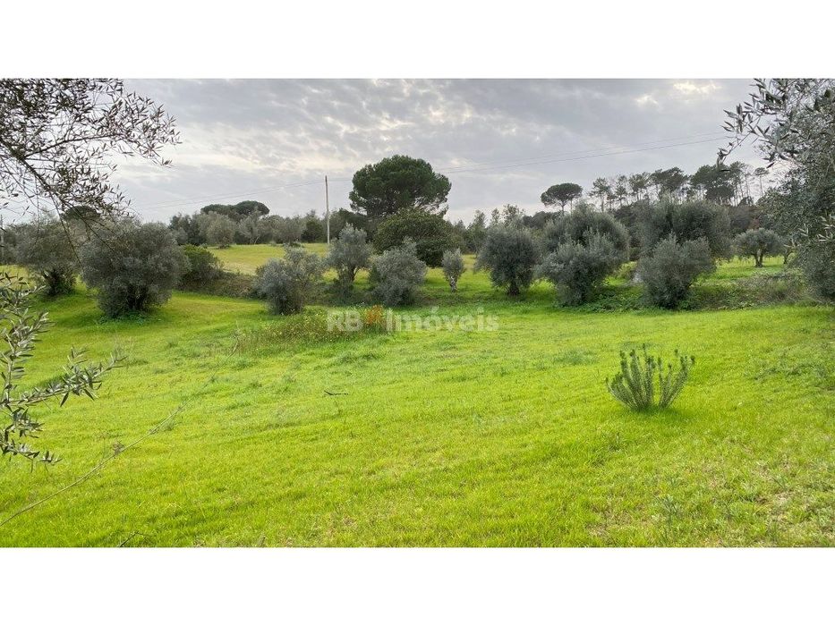 Terreno Rústico com 4520m²- Vales de Baixo, Torres Novas