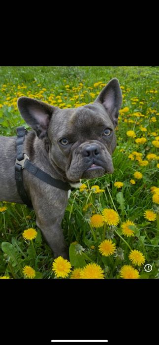 Мальчик французский бульдог вязка
