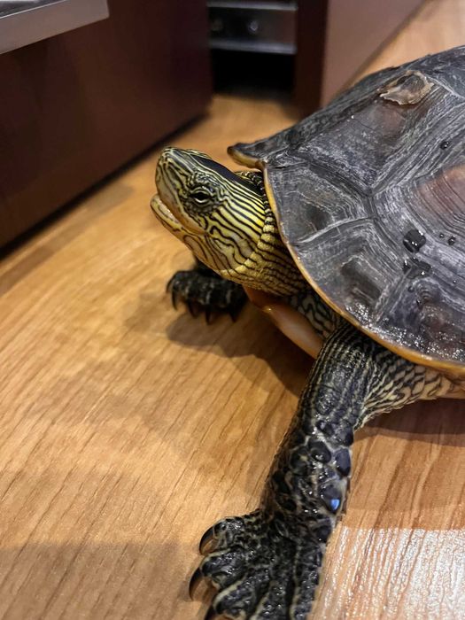 Żółw chiński z pełnym wyposażeniem – akwarium, filtr, lampy