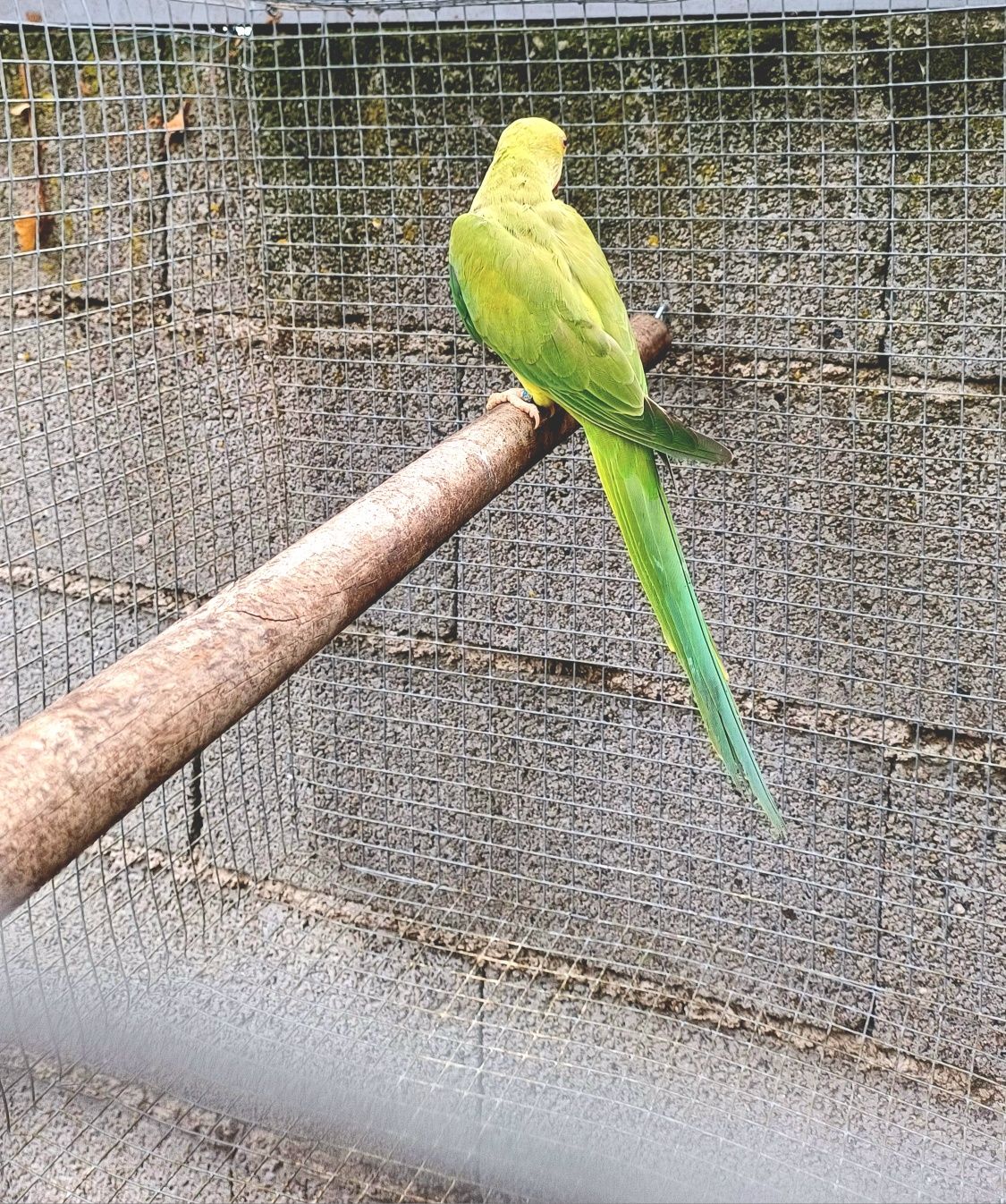 Ring necks várias mutações