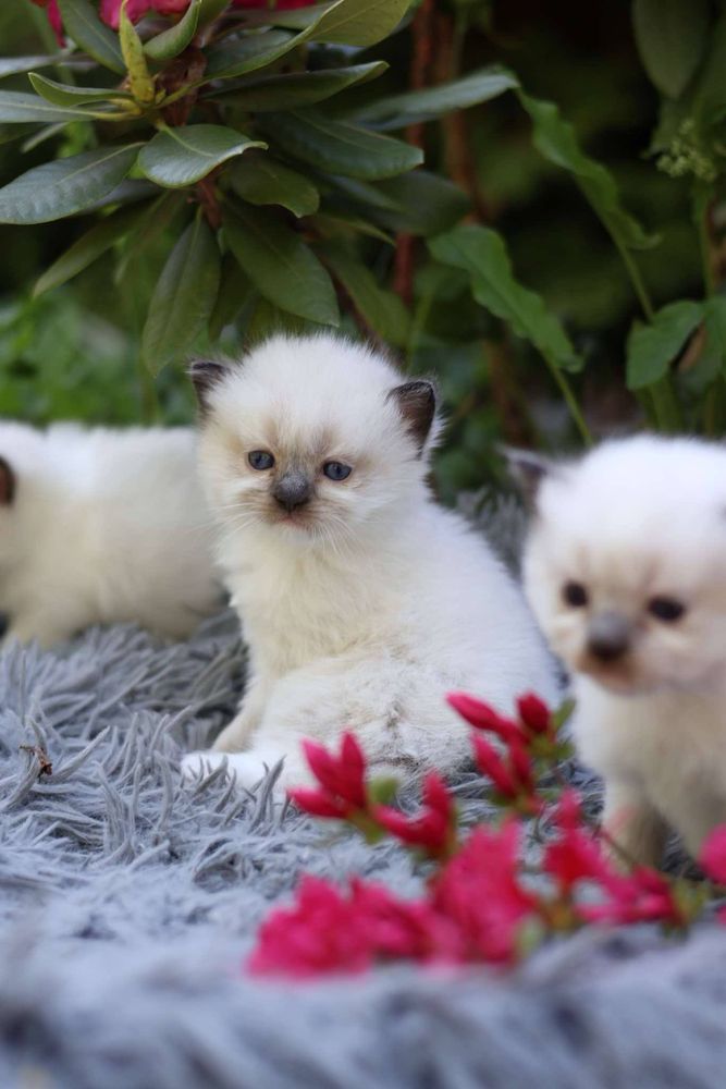 Ragdoll Ragdolle kocurek seal mitted