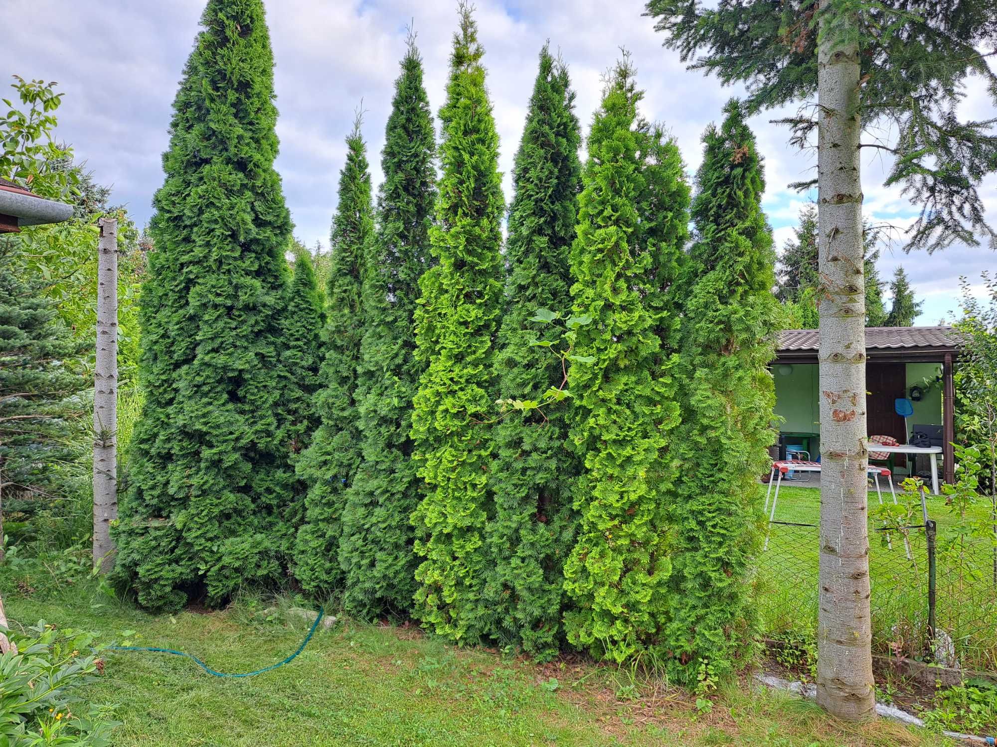 Tuja szmaragd 3,5m