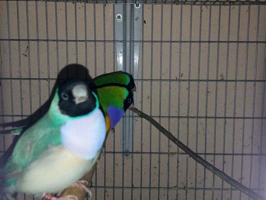 Vendo ou troco Diamantes gould cor verde macho por fêmea