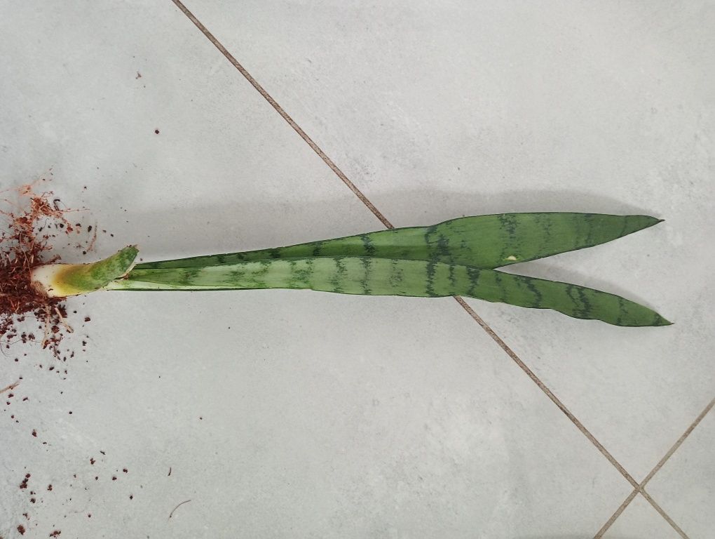 Sansevieria silver princess + trifasciata gratis