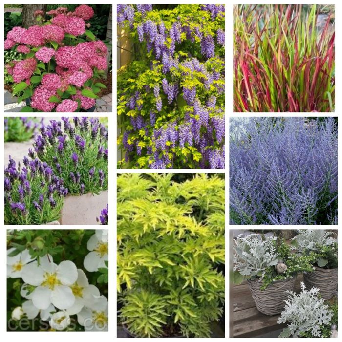 Котовник , шалфей ,, перовски,,акебия лапчатка , флокс глициния розы