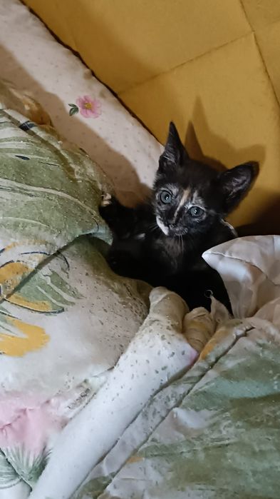 Gatinhas para dar