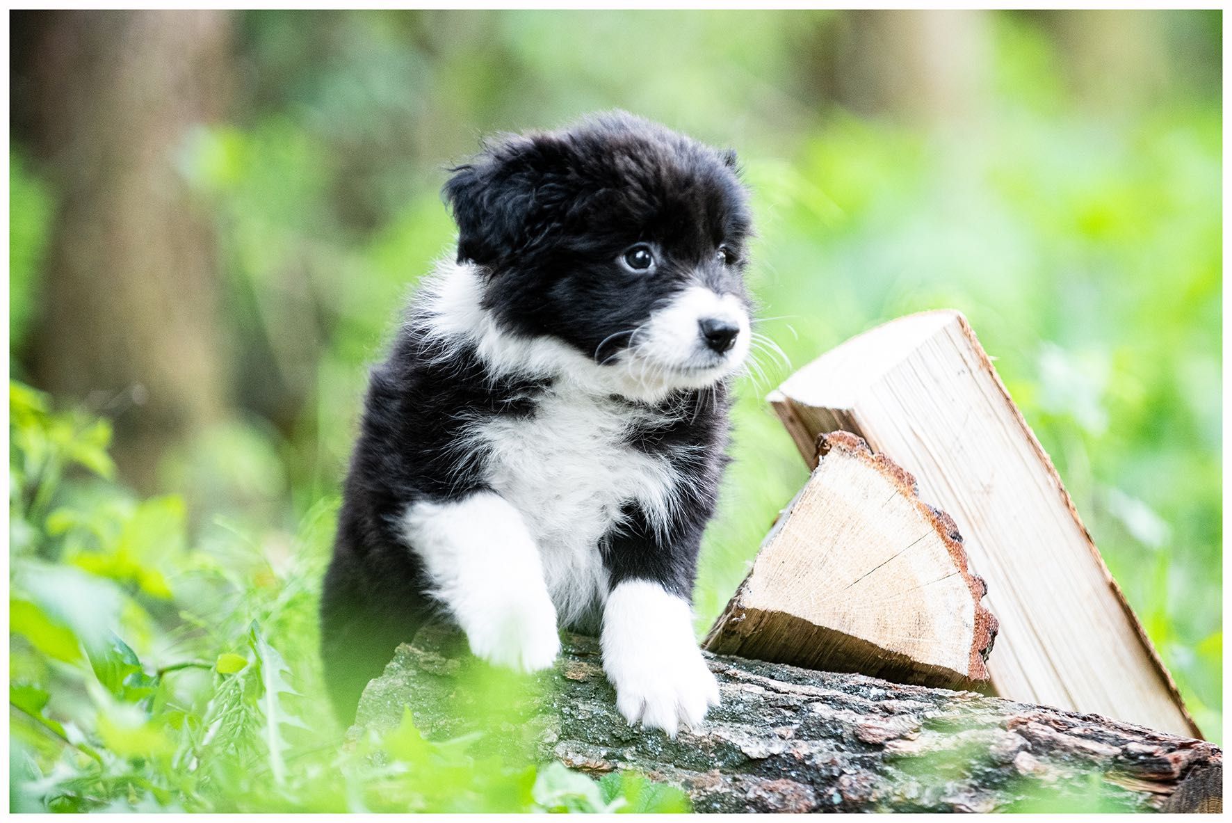 Border Collie FCI ZKwP