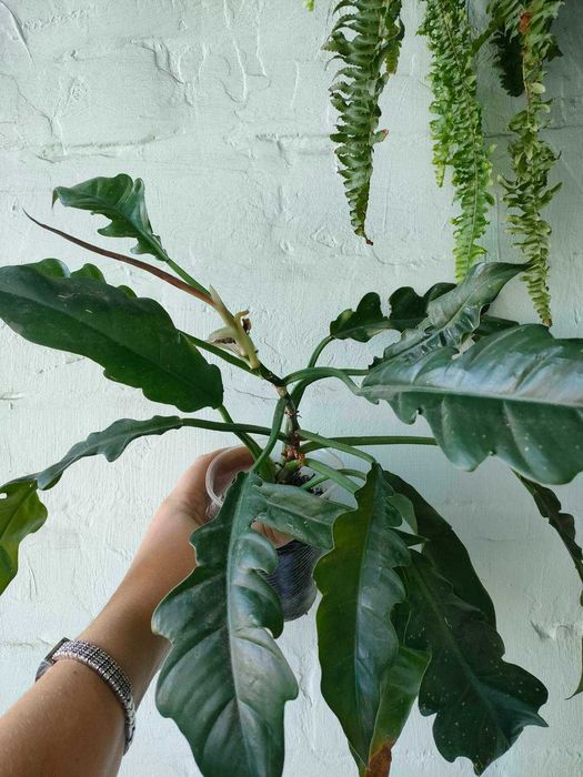 Філодендрон джангл бугі, Jungle Boogie