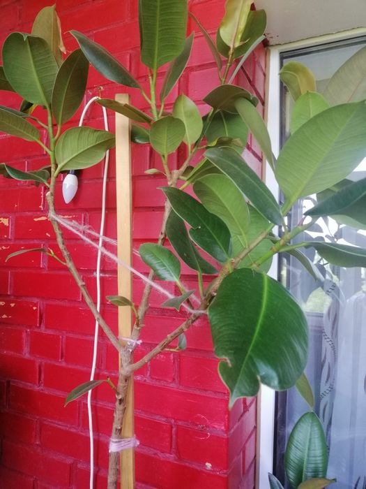 Фикус огромный красивый