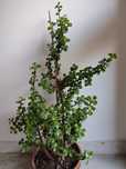 Planta portucalaria africana