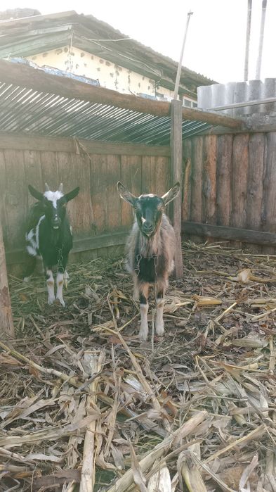 Продам молодых коз