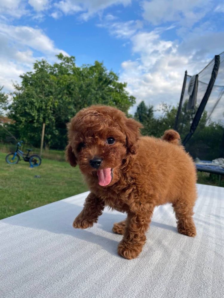 Tot red pudel chlopak