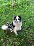 Reproduktor Border Collie FCI