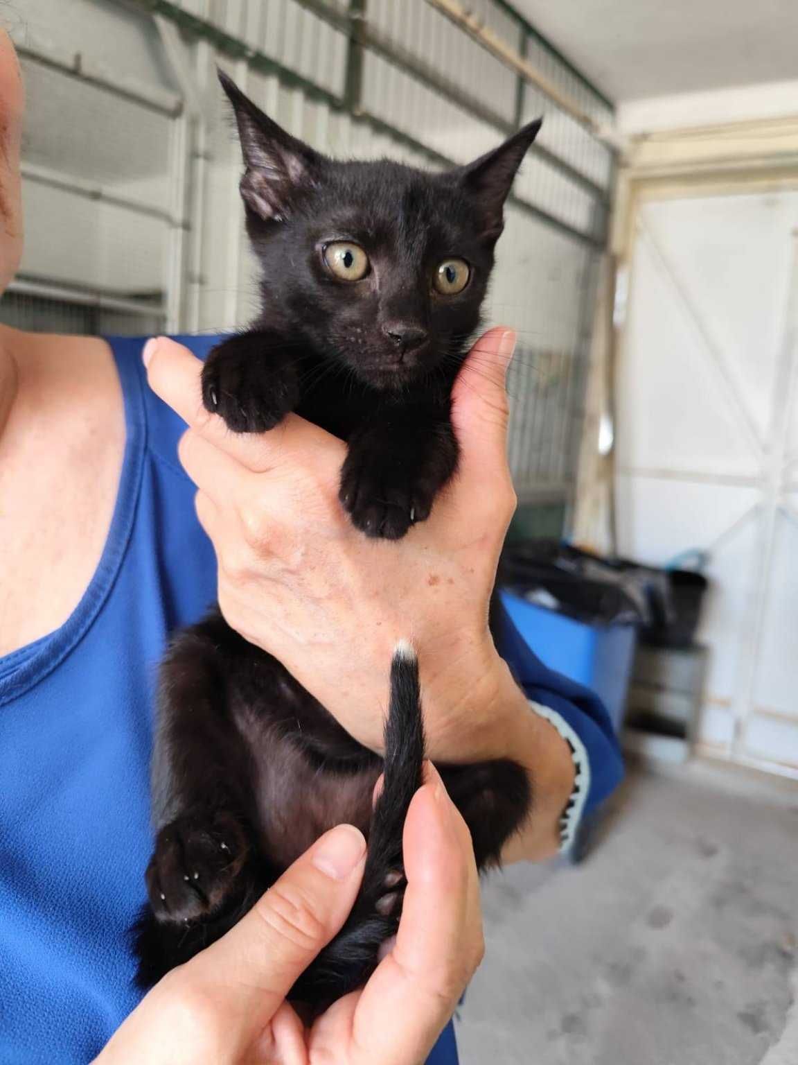 KAWASAKI (Macho, 3 Meses) Para Adoção