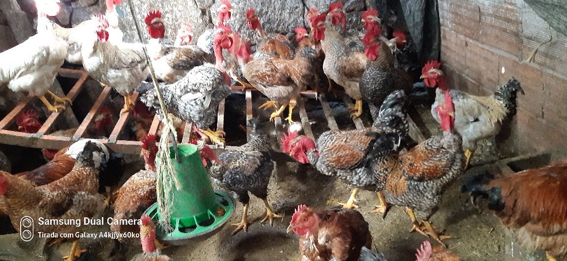 Vendo frangos caseiros