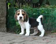 Beagle / Bigle - szczenię rodowodowe ZKwP/FCI po złotym medaliście