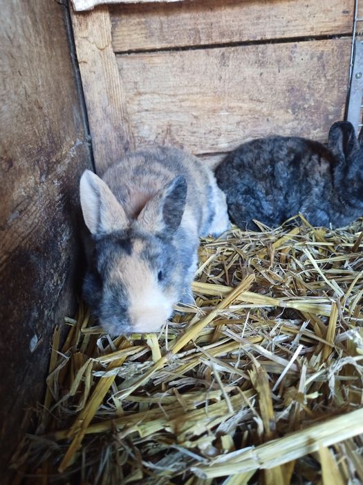 Rex Króliki miniaturowe