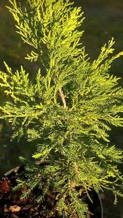 Ялівці горизонтальні, середні : Blue carpet, Dream joy , Pfitzeriana a