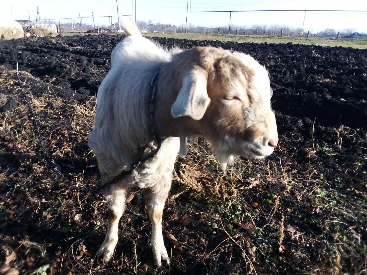 Продам или обменяю козла в связи с заменой крови