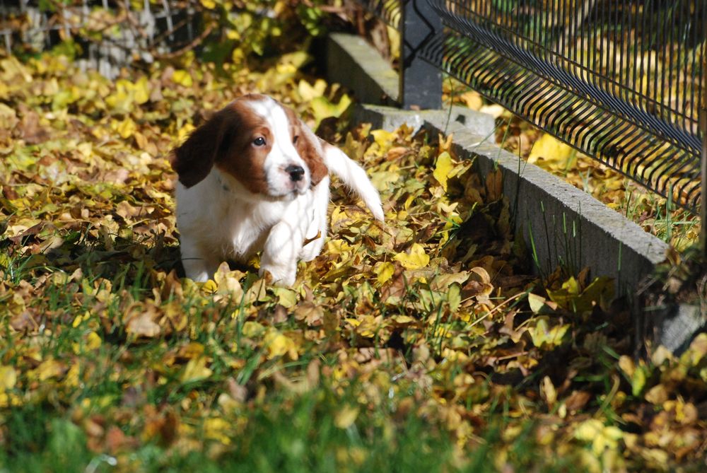 Seter irlandzki czerwono-biały - szczenię samiec gotowy do odbioru