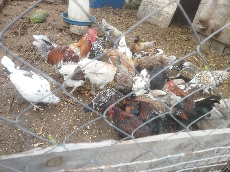 Продам циплят карликових курей (бентамки)