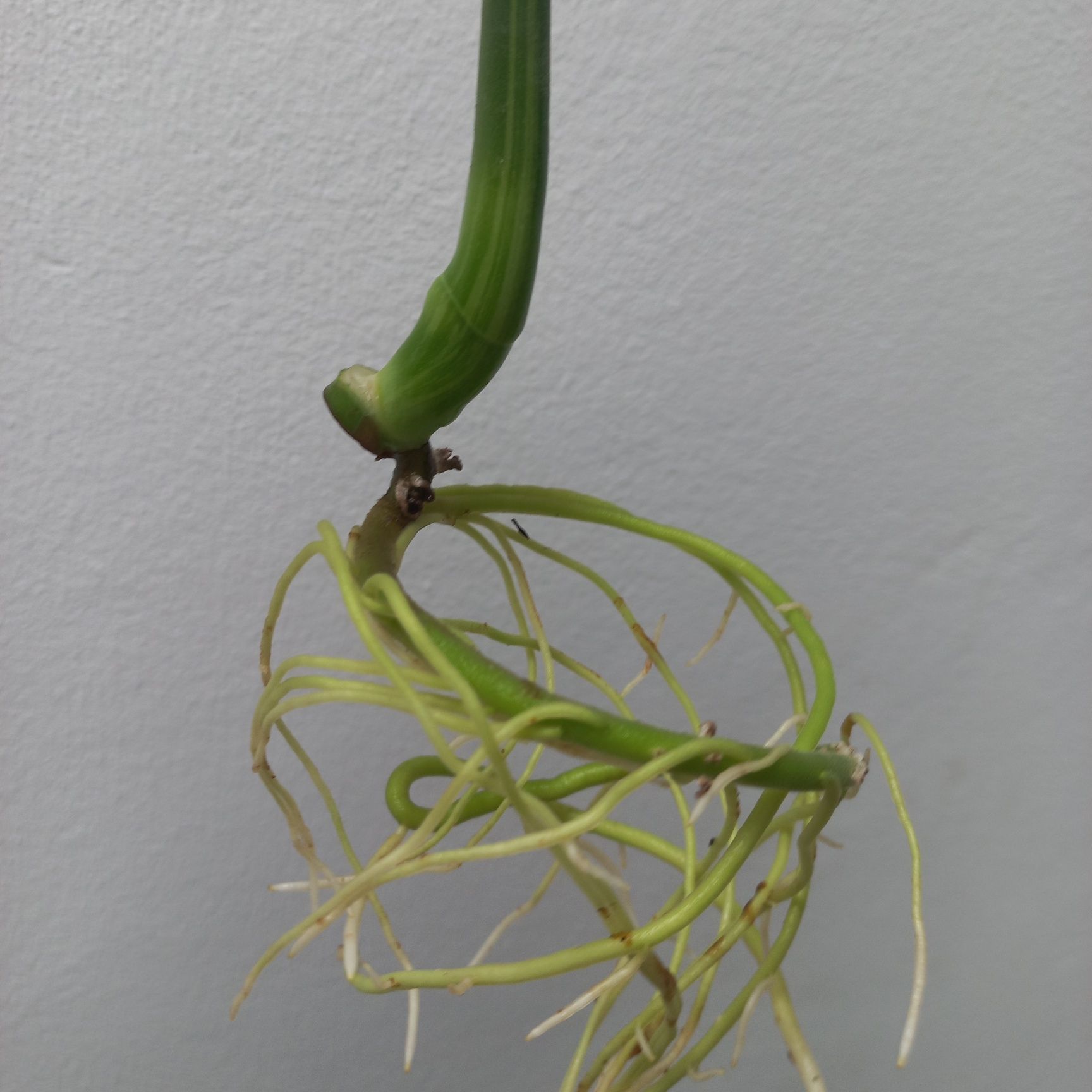 Monstera GOG Green On Green