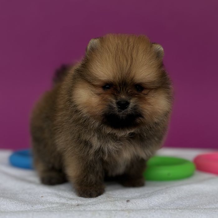 хлопчик тип ведмедика шоу классу