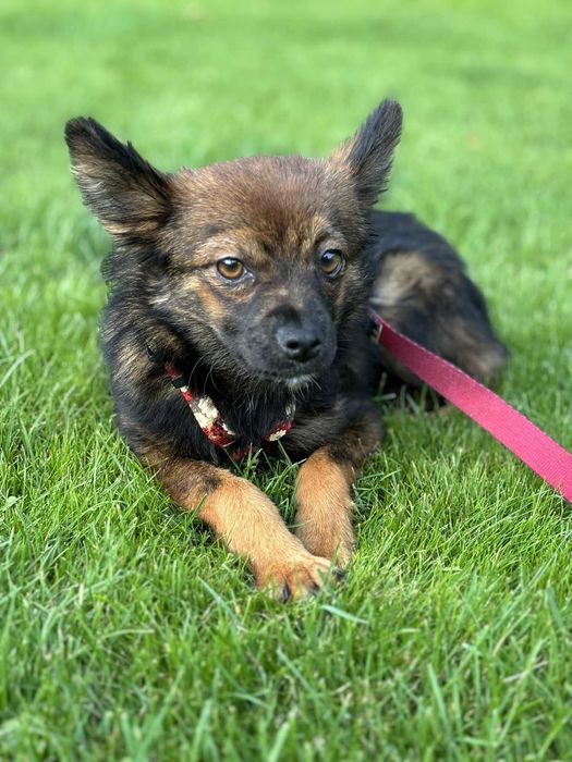 Maleńka kruszynka przeżyła tak wiele adoptuj