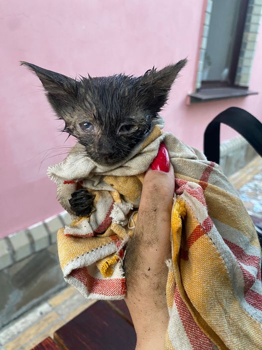 Отдам кота в хорошие руки