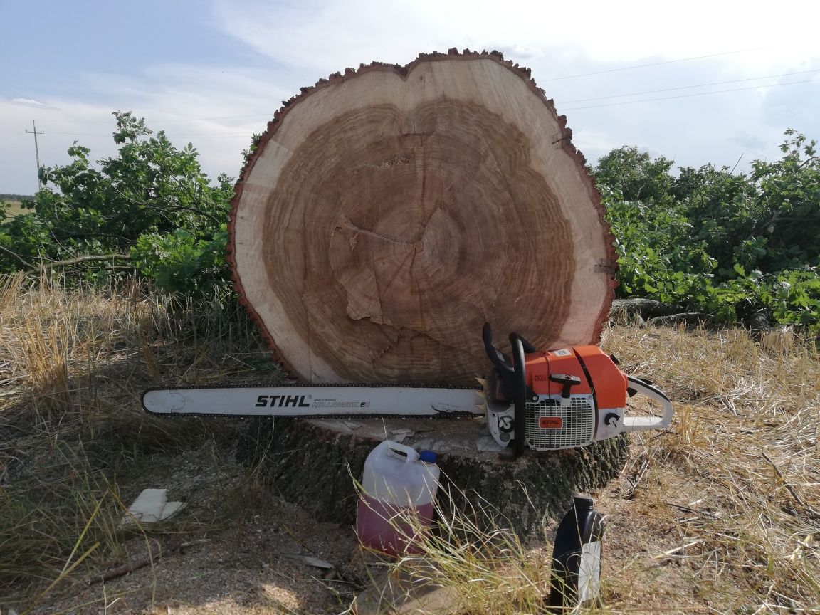 KUPIĘ KŁODY drewna Dąb, Wiąz, Jesion, TOPOL CZECZOT