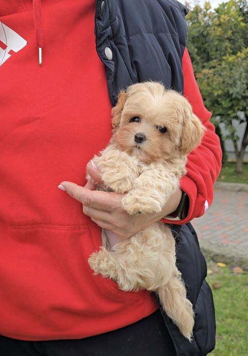 Мальтіпу Ф1. Фантастичні ведмедики.