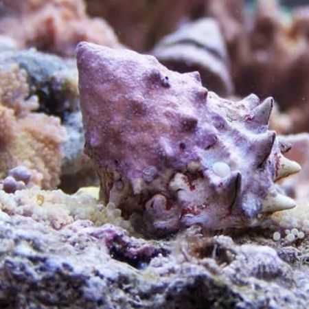 Akwarium morsie - Astralium sp.