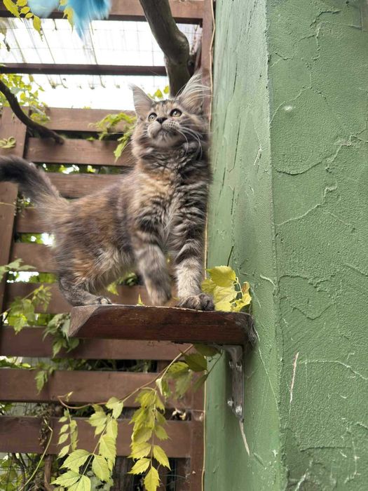 Puchata koteczka MCO FPL Całka