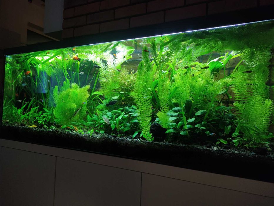 duże wiadro roślin na rybki