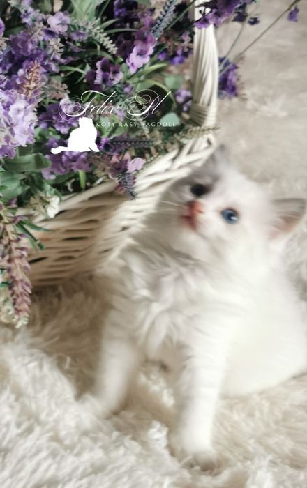 Ragdoll rodowód FPL