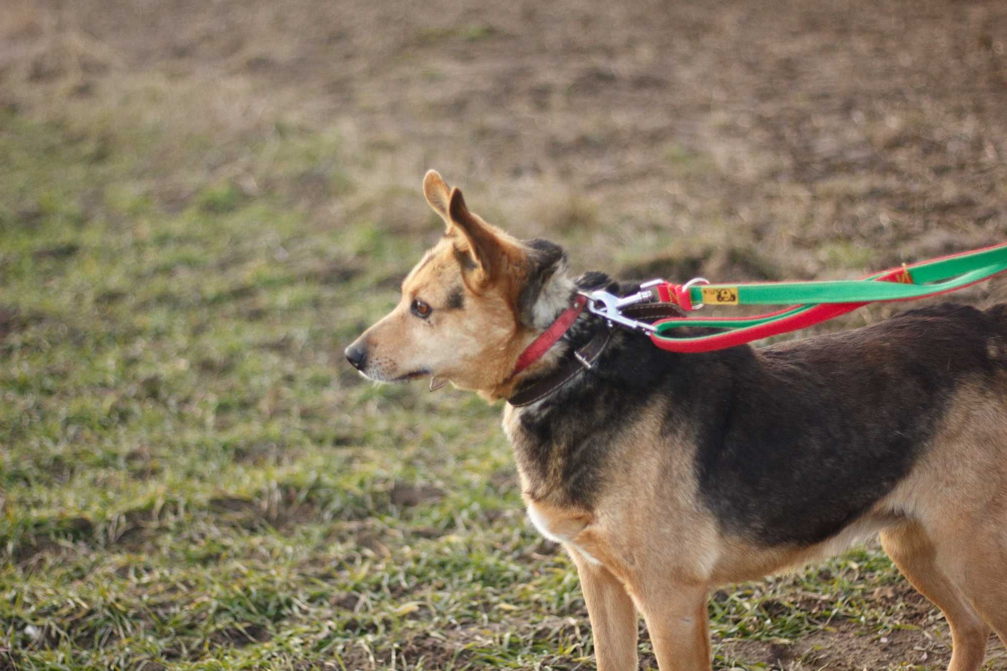 IRGA - Schronisko Canis w Kruszewie