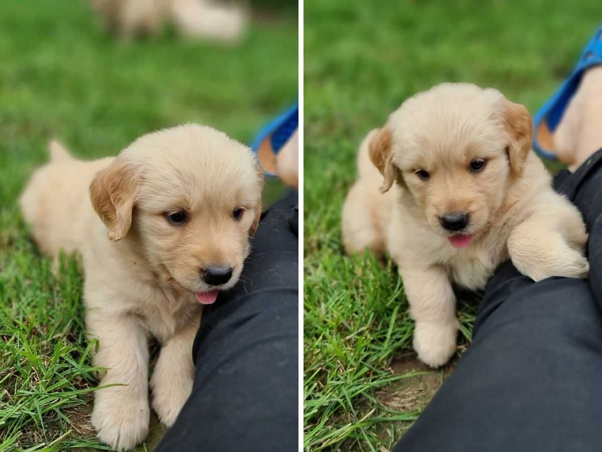 Golden retriever - linia amerykańska