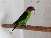 Papagaios/aves - Loris - Goldiei