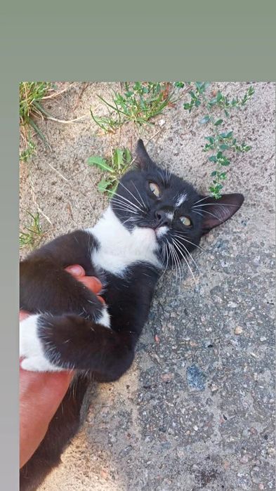 Отдам черно-белого котенка, мальчик, 3,5 месяца